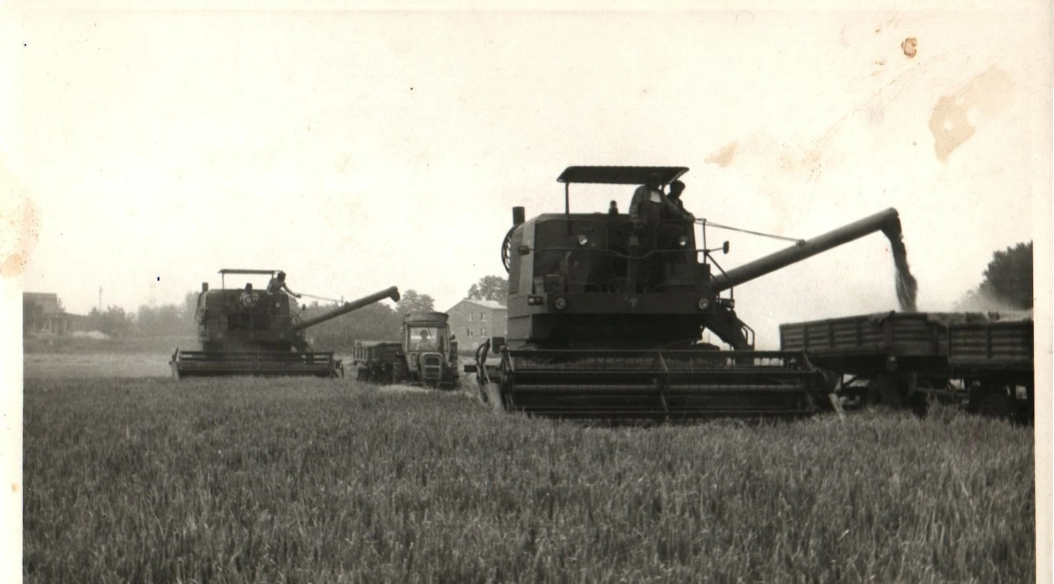 Żniwa 1984 - kombajny pracujące na polu